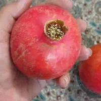 انار آبدار میخوش|خوردنی و آشامیدنی|یزد, |دیوار
