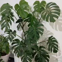 گل وگیاه|گل و گیاه طبیعی|گلبهار, نوبهار|دیوار