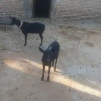 بزغاله