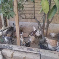 گلین (مرغ و خروس لری عشایری)|حیوانات مزرعه|فولادشهر, C4|دیوار