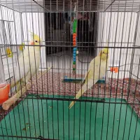 طوطی عروس هلندی .|پرنده|سنندج, |دیوار