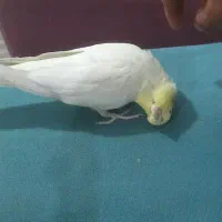 عروس هلندی سخنگو