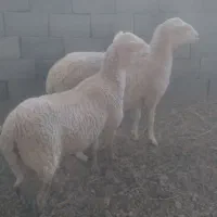 میش لاکن|حیوانات مزرعه|فردوس (خراسان), |دیوار