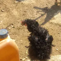 مرغ سیاه فری مادرودختر