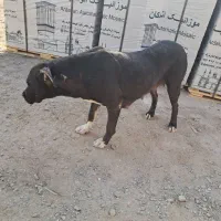 سگ ماده پیتبول|سگ|اردکان, |دیوار