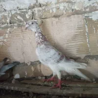 کبوتر فروشی|پرنده|مشهد, نیزه|دیوار