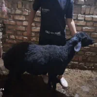 بره  قوچ قرقزل