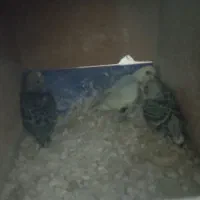 مرغ عشق با چهار تا جوجه