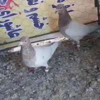 پرنده|پرنده|جغتای, |دیوار