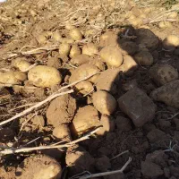 جمع کردن سیب زمینی