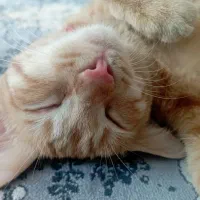 گربه dsh خونگی گم شده