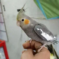 عروس هلندی ۳ ماهه