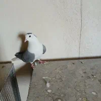 بدرنگ دستگردی ماده سینه دم پاک نوک سفید