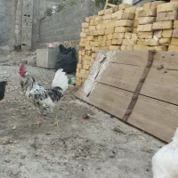 خروس سرحال جوان