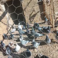 مسافتی|پرنده|کازرون, |دیوار