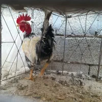 خروس گردن لخت و مرغ گناوه