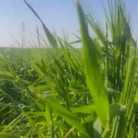 زمین-کشاورزی