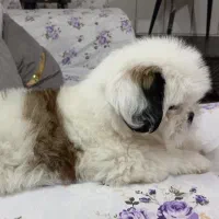 شیتزو سوپر فلت نر|سگ|کاشمر, |دیوار