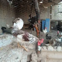 خروس گاین|حیوانات مزرعه|اهواز, بهارستان|دیوار