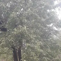 فروش فوری وزیرقیمت باغچه به متراژ هزاروصدمتر|فروش زمین و ملک کلنگی|انزل, |دیوار