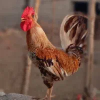 شادگان