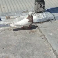 کبوتر ماده گمشده