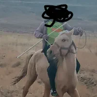 اسب نر یورقه