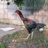 جوجه لاری دانگ بالا