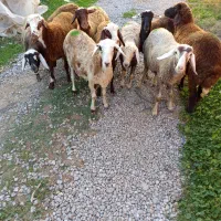 ده راس توقلی جنس خوب ماده