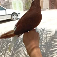 کبوتر رنگی خوب