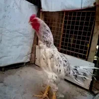 مرغ و خروس لاری اصل|حیوانات مزرعه|قم, باغ شازده|دیوار
