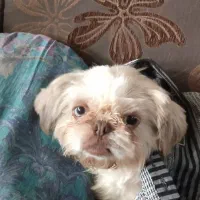 سگ خانگی نژاد شیتزو|سگ|شیراز, شاپورجان|دیوار