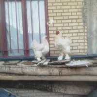 مرغ و خروس برهما