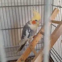 عروس هلندی وقفس