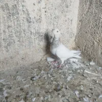 سرور نر خوشگل|پرنده|تربت جام, مسکن مهر|دیوار