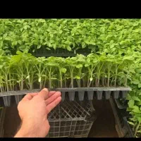 نشاءگوجه۸۳۲۰ بادمجان خیار فلفل....