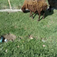 گوسفند بره دار شکم سوم