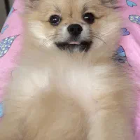 توله پامر ۷ ماهه|سگ|مشهد, سجاد شهر|دیوار