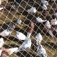 کبوتر پرشی|پرنده|آستانه اشرفیه, |دیوار