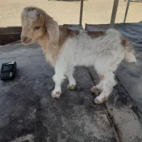 بره و بزغاله