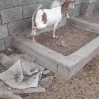 بز نر وماده در رودان|حیوانات مزرعه|رودان, |دیوار