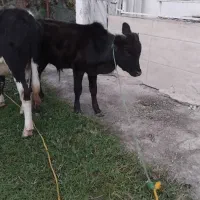 ورزاکوله چالوسی