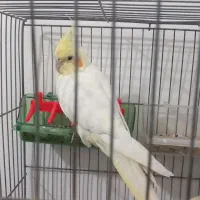 عروس هلندی|پرنده|فامنین, |دیوار