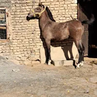 کره اسب مادیون|اسب و تجهیزات اسب‌سواری|خمینی‌شهر, |دیوار