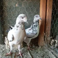 کبوتر.|پرنده|محمدشهر, عباس آباد|دیوار