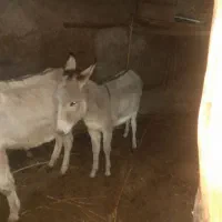 ماده خر یک و نیم ساله|حیوانات مزرعه|مشهد, کارده|دیوار