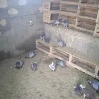 کبوتر پلاکی