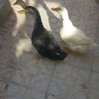 مرغابی یا اردک|حیوانات مزرعه|آباده, |دیوار