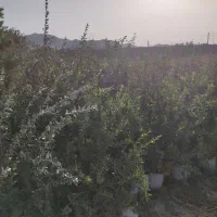 نهال انار واندر فول|گل و گیاه طبیعی|تهران, جوادیه|دیوار