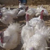 بوقلمون گوشتی با روش سنتی|حیوانات مزرعه|امام, |دیوار